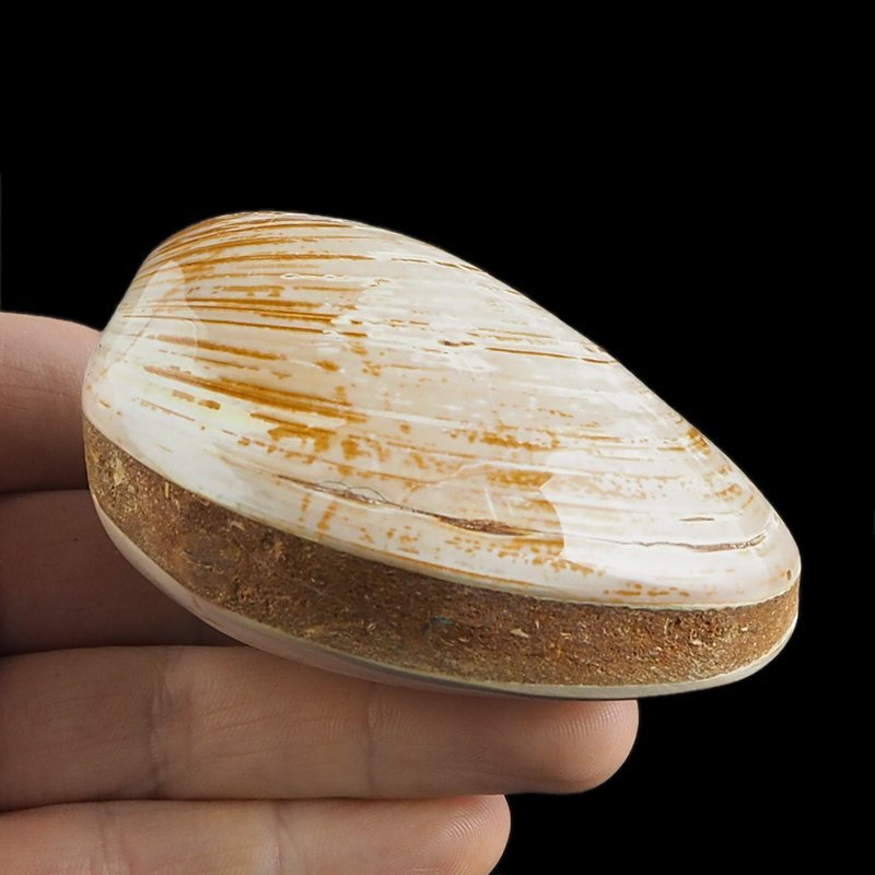 SKAMIENIAŁY MAŁŻ - 76 mm - JURA ŚRODKOWA (160 MLN LAT) - MADAGASKAR