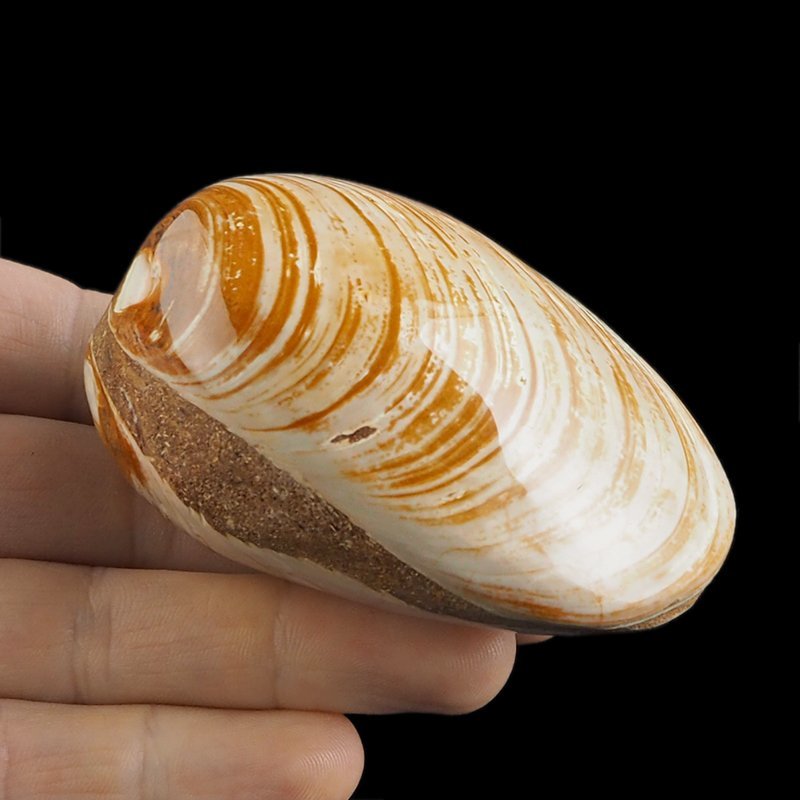 SKAMIENIAŁY MAŁŻ - 76 mm - JURA ŚRODKOWA (160 MLN LAT) - MADAGASKAR