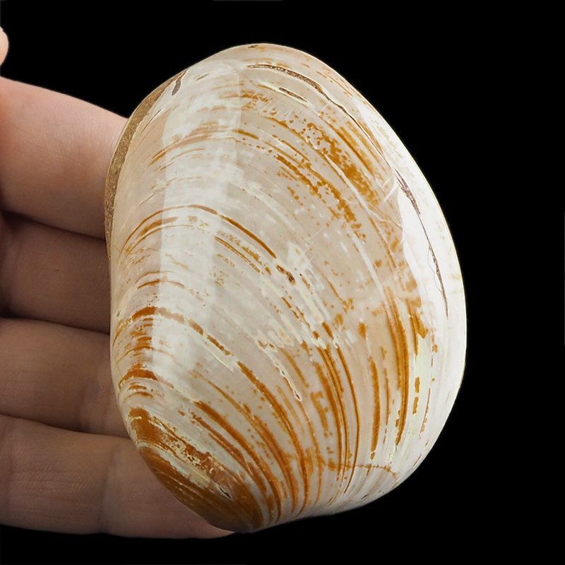 SKAMIENIAŁY MAŁŻ - 76 mm - JURA ŚRODKOWA (160 MLN LAT) - MADAGASKAR
