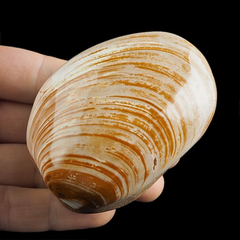 SKAMIENIAŁY MAŁŻ - 76 mm - JURA ŚRODKOWA (160 MLN LAT) - MADAGASKAR