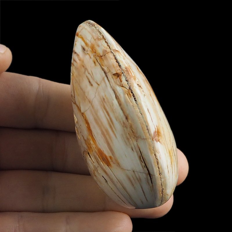 SKAMIENIAŁY MAŁŻ - 72 mm - JURA ŚRODKOWA (160 MLN LAT) - MADAGASKAR