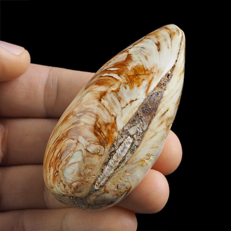 SKAMIENIAŁY MAŁŻ - 72 mm - JURA ŚRODKOWA (160 MLN LAT) - MADAGASKAR