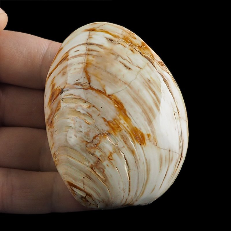 SKAMIENIAŁY MAŁŻ - 72 mm - JURA ŚRODKOWA (160 MLN LAT) - MADAGASKAR