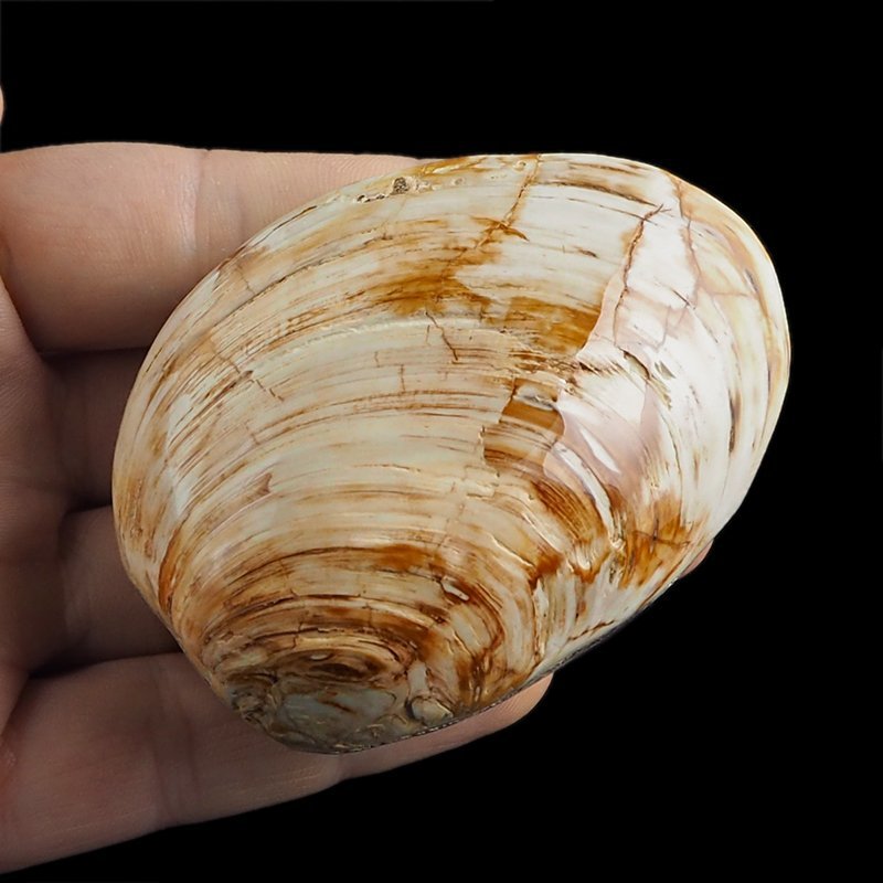 SKAMIENIAŁY MAŁŻ - 72 mm - JURA ŚRODKOWA (160 MLN LAT) - MADAGASKAR
