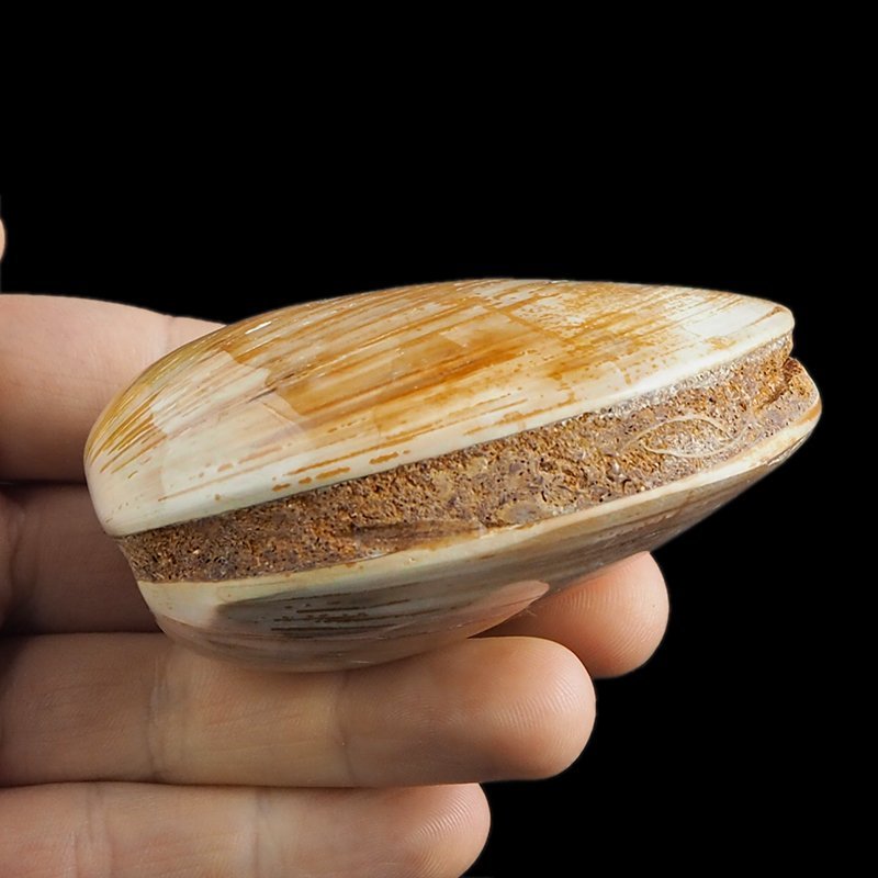 SKAMIENIAŁY MAŁŻ - 79 mm - JURA ŚRODKOWA (160 MLN LAT) - MADAGASKAR