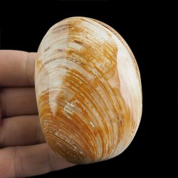 SKAMIENIAŁY MAŁŻ - 79 mm - JURA ŚRODKOWA (160 MLN LAT) - MADAGASKAR
