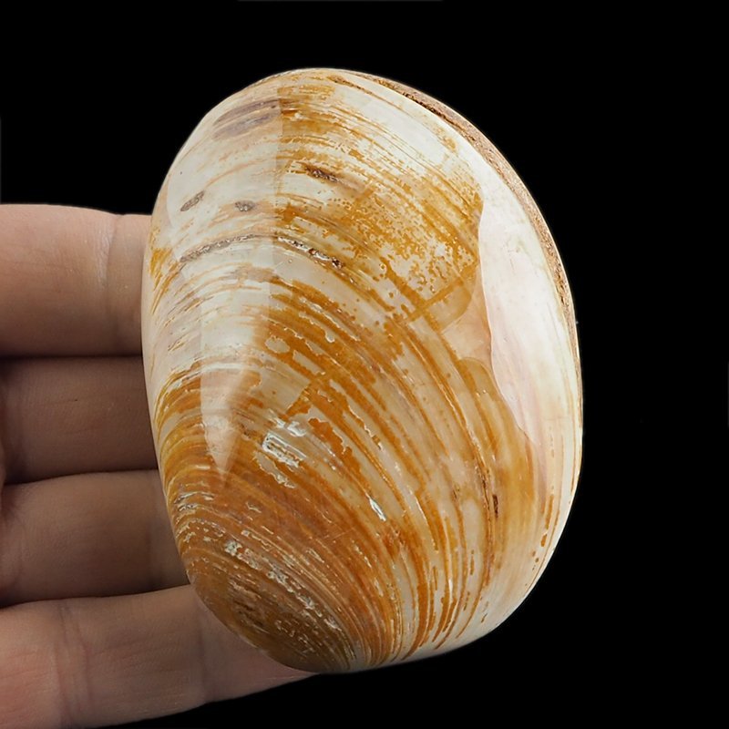 SKAMIENIAŁY MAŁŻ - 79 mm - JURA ŚRODKOWA (160 MLN LAT) - MADAGASKAR