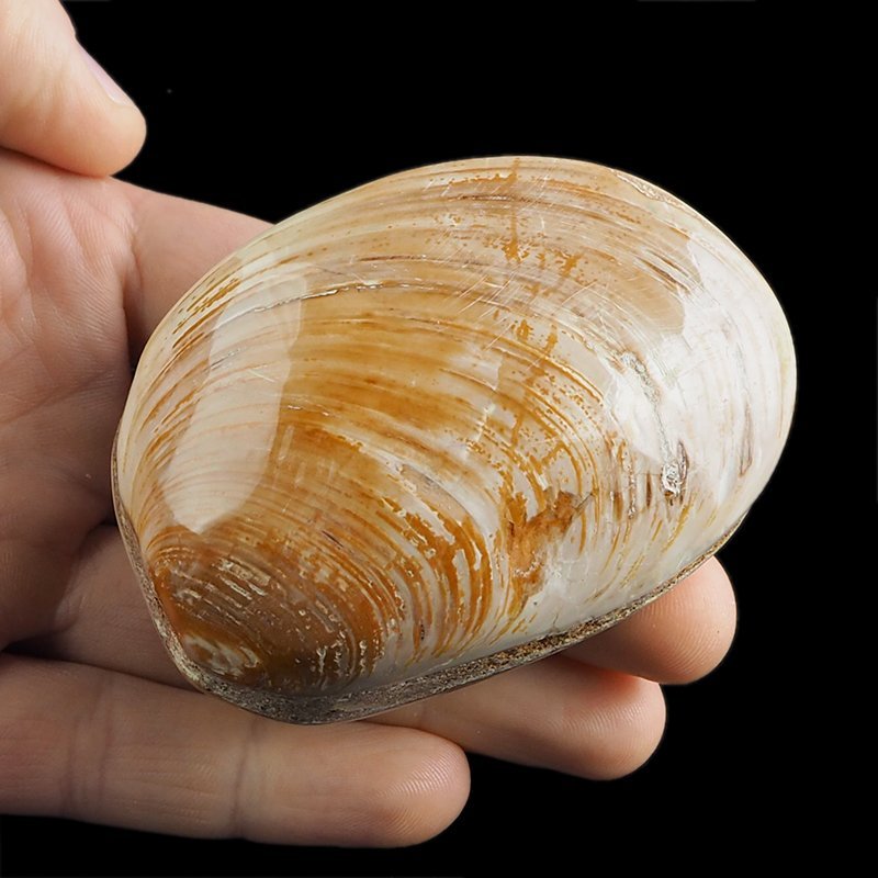 SKAMIENIAŁY MAŁŻ - 79 mm - JURA ŚRODKOWA (160 MLN LAT) - MADAGASKAR