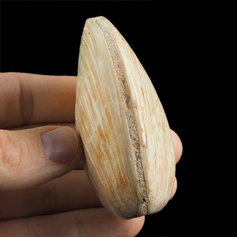 SKAMIENIAŁY MAŁŻ - 73 mm - JURA ŚRODKOWA (160 MLN LAT) - MADAGASKAR