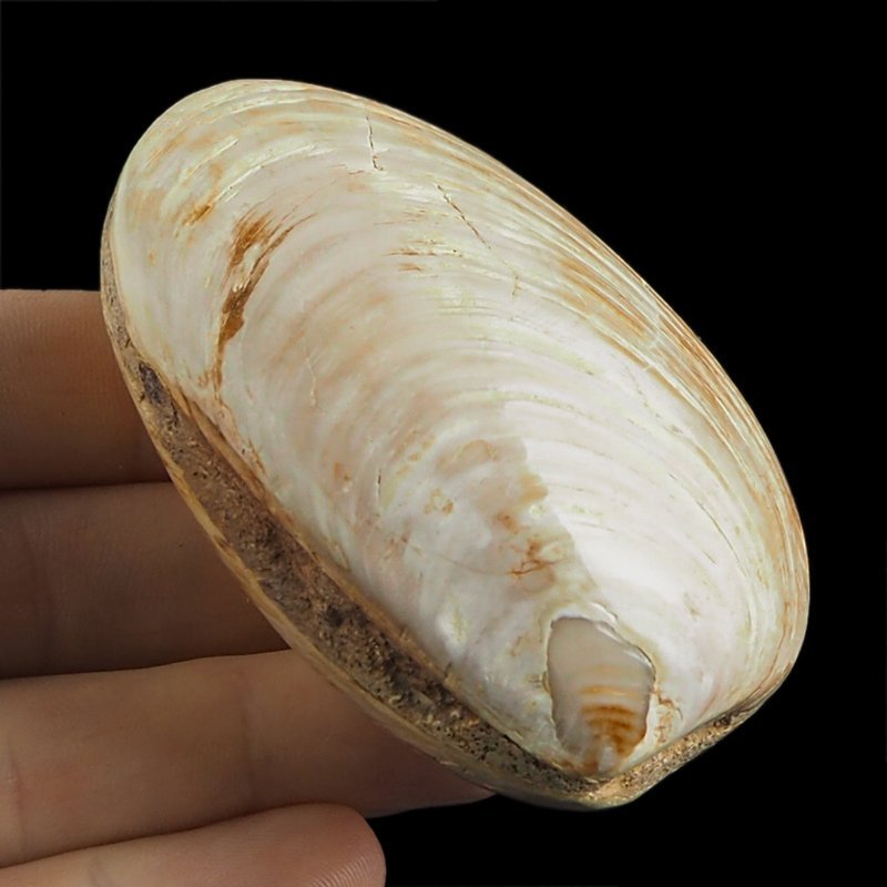 SKAMIENIAŁY MAŁŻ - 73 mm - JURA ŚRODKOWA (160 MLN LAT) - MADAGASKAR