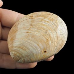 SKAMIENIAŁY MAŁŻ - 73 mm - JURA ŚRODKOWA (160 MLN LAT) - MADAGASKAR
