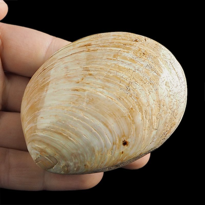 SKAMIENIAŁY MAŁŻ - 73 mm - JURA ŚRODKOWA (160 MLN LAT) - MADAGASKAR