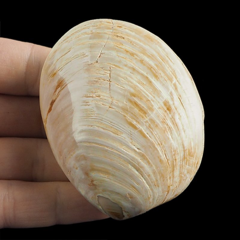 SKAMIENIAŁY MAŁŻ - 73 mm - JURA ŚRODKOWA (160 MLN LAT) - MADAGASKAR