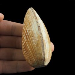 SKAMIENIAŁY MAŁŻ - 79 mm - JURA ŚRODKOWA (160 MLN LAT) - MADAGASKAR