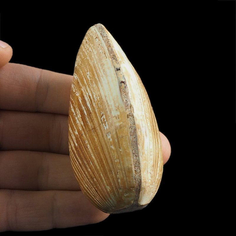 SKAMIENIAŁY MAŁŻ - 79 mm - JURA ŚRODKOWA (160 MLN LAT) - MADAGASKAR