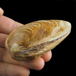 SKAMIENIAŁY MAŁŻ - 79 mm - JURA ŚRODKOWA (160 MLN LAT) - MADAGASKAR