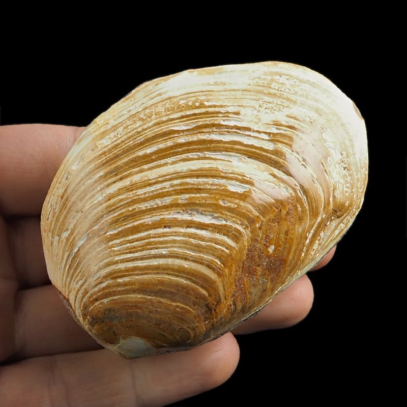 SKAMIENIAŁY MAŁŻ - 79 mm - JURA ŚRODKOWA (160 MLN LAT) - MADAGASKAR