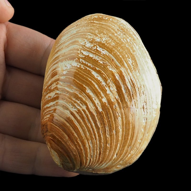 SKAMIENIAŁY MAŁŻ - 79 mm - JURA ŚRODKOWA (160 MLN LAT) - MADAGASKAR