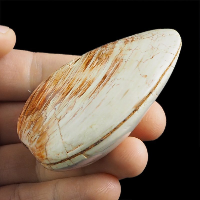 SKAMIENIAŁY MAŁŻ - 72 mm - JURA ŚRODKOWA (160 MLN LAT) - MADAGASKAR