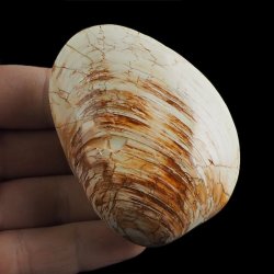SKAMIENIAŁY MAŁŻ - 72 mm - JURA ŚRODKOWA (160 MLN LAT) - MADAGASKAR