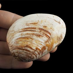 SKAMIENIAŁY MAŁŻ - 72 mm - JURA ŚRODKOWA (160 MLN LAT) - MADAGASKAR