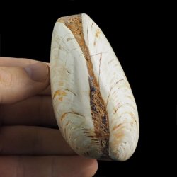 SKAMIENIAŁY MAŁŻ - 82 mm - JURA ŚRODKOWA (160 MLN LAT) - MADAGASKAR