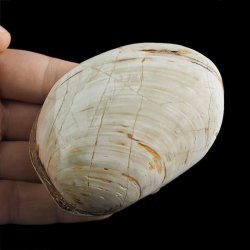 SKAMIENIAŁY MAŁŻ - 82 mm - JURA ŚRODKOWA (160 MLN LAT) - MADAGASKAR