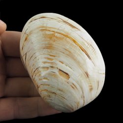SKAMIENIAŁY MAŁŻ - 82 mm - JURA ŚRODKOWA (160 MLN LAT) - MADAGASKAR