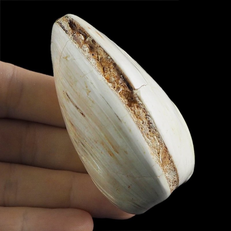 SKAMIENIAŁY MAŁŻ - 72 mm - JURA ŚRODKOWA (160 MLN LAT) - MADAGASKAR