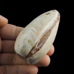 SKAMIENIAŁY MAŁŻ - 72 mm - JURA ŚRODKOWA (160 MLN LAT) - MADAGASKAR