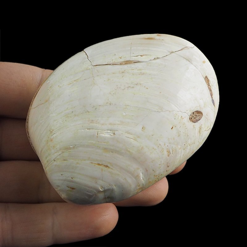 SKAMIENIAŁY MAŁŻ - 72 mm - JURA ŚRODKOWA (160 MLN LAT) - MADAGASKAR