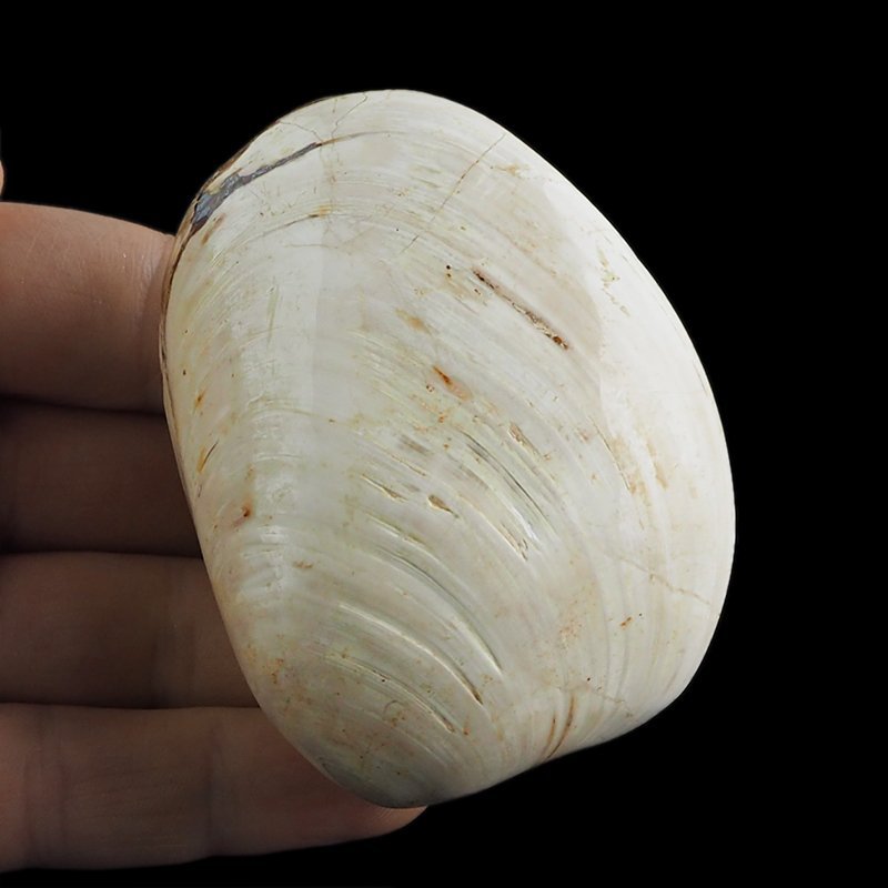 SKAMIENIAŁY MAŁŻ - 72 mm - JURA ŚRODKOWA (160 MLN LAT) - MADAGASKAR