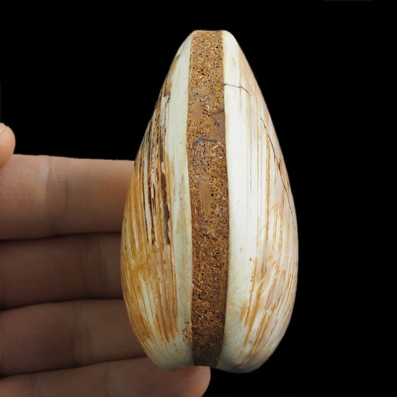 SKAMIENIAŁY MAŁŻ - 81 mm - JURA ŚRODKOWA (160 MLN LAT) - MADAGASKAR
