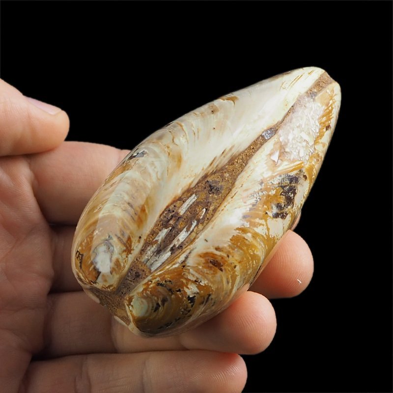 SKAMIENIAŁY MAŁŻ - 81 mm - JURA ŚRODKOWA (160 MLN LAT) - MADAGASKAR