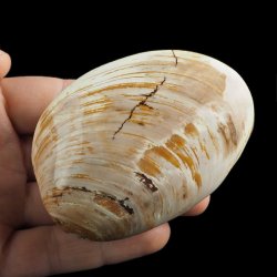 SKAMIENIAŁY MAŁŻ - 81 mm - JURA ŚRODKOWA (160 MLN LAT) - MADAGASKAR