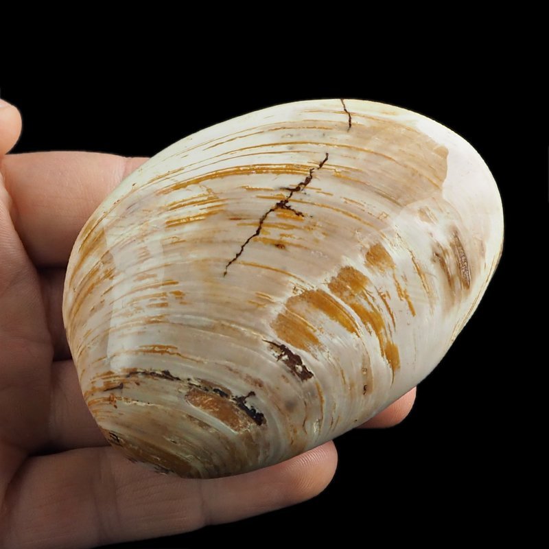 SKAMIENIAŁY MAŁŻ - 81 mm - JURA ŚRODKOWA (160 MLN LAT) - MADAGASKAR