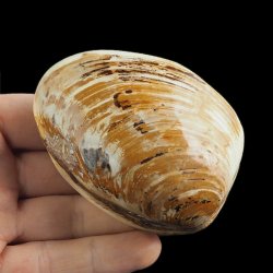 SKAMIENIAŁY MAŁŻ - 81 mm - JURA ŚRODKOWA (160 MLN LAT) - MADAGASKAR