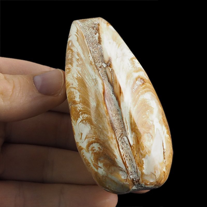 SKAMIENIAŁY MAŁŻ - 77 mm - JURA ŚRODKOWA (160 MLN LAT) - MADAGASKAR