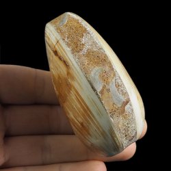 SKAMIENIAŁY MAŁŻ - 77 mm - JURA ŚRODKOWA (160 MLN LAT) - MADAGASKAR