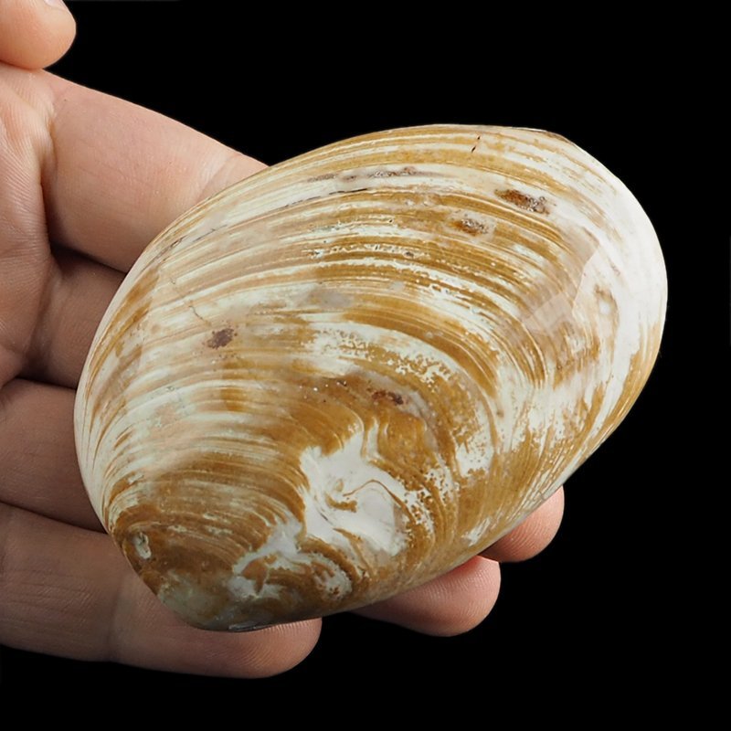 SKAMIENIAŁY MAŁŻ - 77 mm - JURA ŚRODKOWA (160 MLN LAT) - MADAGASKAR