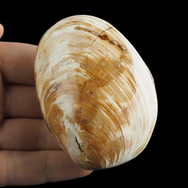 SKAMIENIAŁY MAŁŻ - 77 mm - JURA ŚRODKOWA (160 MLN LAT) - MADAGASKAR
