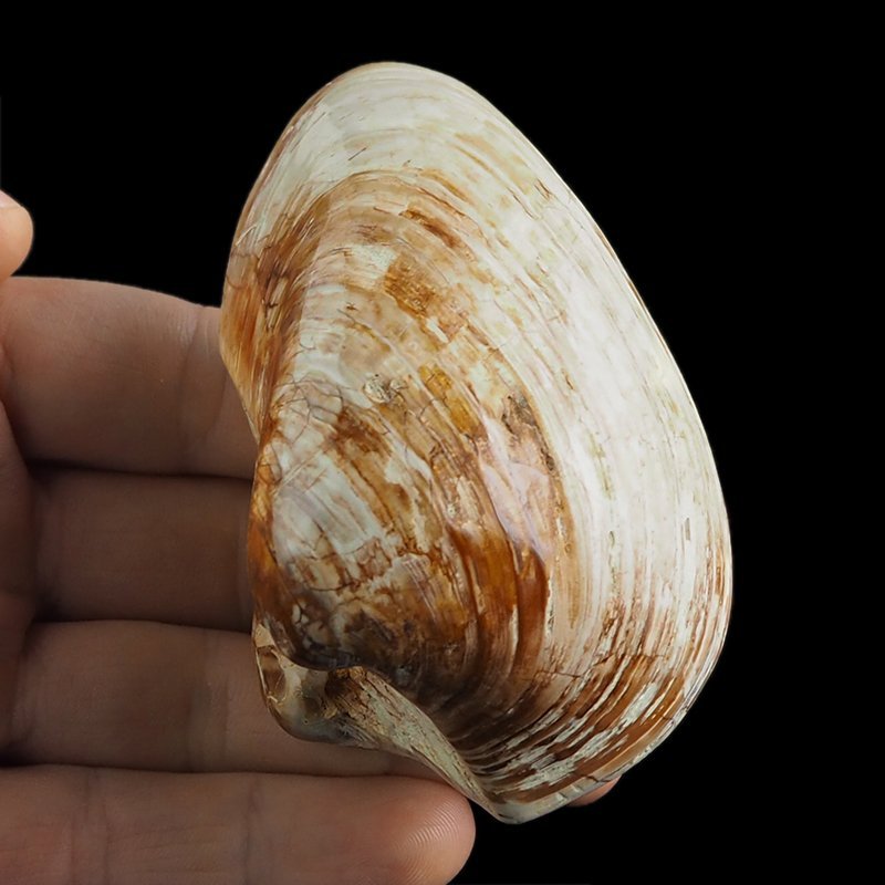 SKAMIENIAŁY MAŁŻ - 87 mm - JURA ŚRODKOWA (160 MLN LAT) - MADAGASKAR