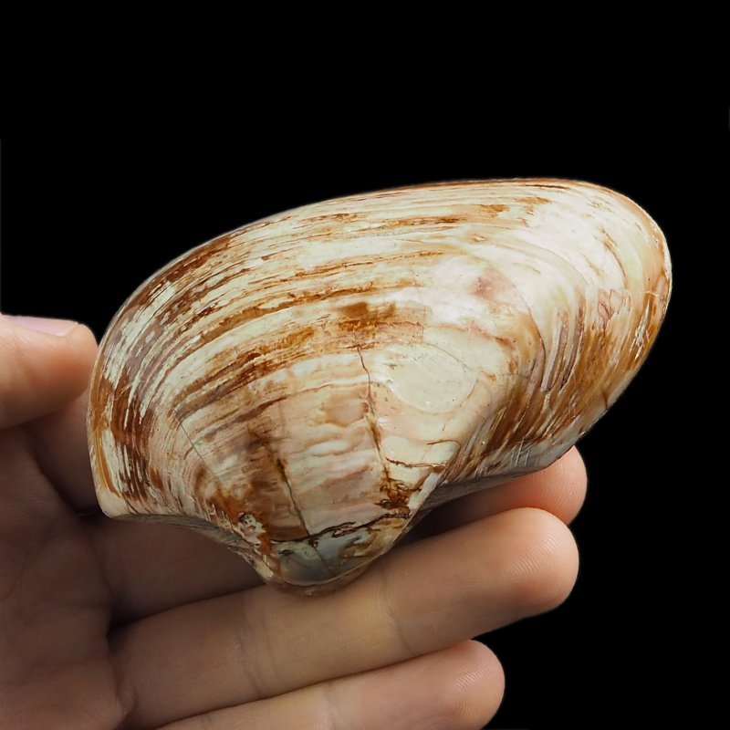 SKAMIENIAŁY MAŁŻ - 87 mm - JURA ŚRODKOWA (160 MLN LAT) - MADAGASKAR