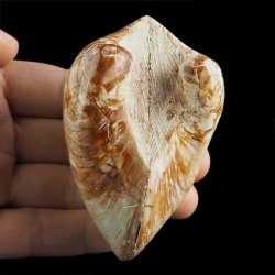 SKAMIENIAŁY MAŁŻ - 87 mm - JURA ŚRODKOWA (160 MLN LAT) - MADAGASKAR