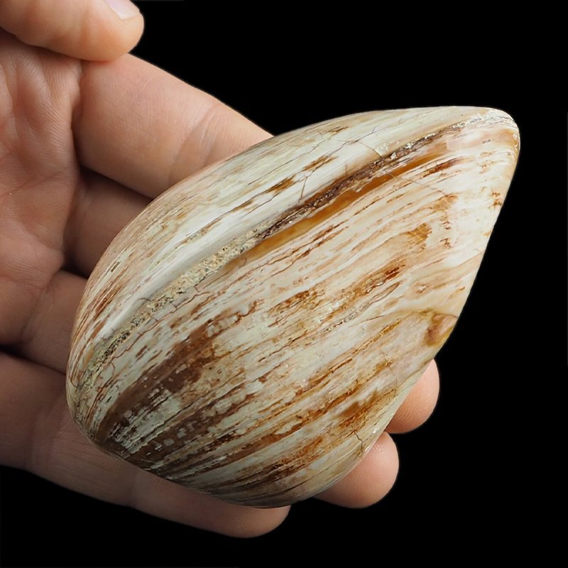SKAMIENIAŁY MAŁŻ - 87 mm - JURA ŚRODKOWA (160 MLN LAT) - MADAGASKAR