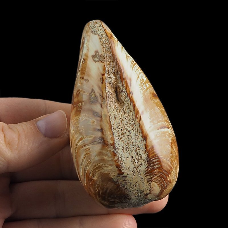 SKAMIENIAŁY MAŁŻ - 81 mm - JURA ŚRODKOWA (160 MLN LAT) - MADAGASKAR