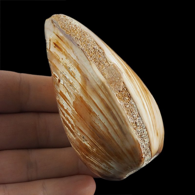 SKAMIENIAŁY MAŁŻ - 81 mm - JURA ŚRODKOWA (160 MLN LAT) - MADAGASKAR