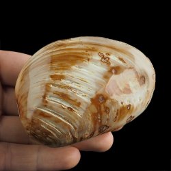 SKAMIENIAŁY MAŁŻ - 81 mm - JURA ŚRODKOWA (160 MLN LAT) - MADAGASKAR