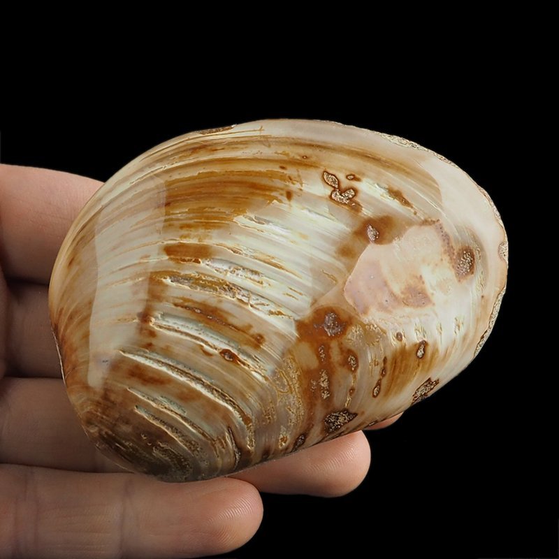 SKAMIENIAŁY MAŁŻ - 81 mm - JURA ŚRODKOWA (160 MLN LAT) - MADAGASKAR