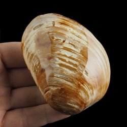 SKAMIENIAŁY MAŁŻ - 81 mm - JURA ŚRODKOWA (160 MLN LAT) - MADAGASKAR